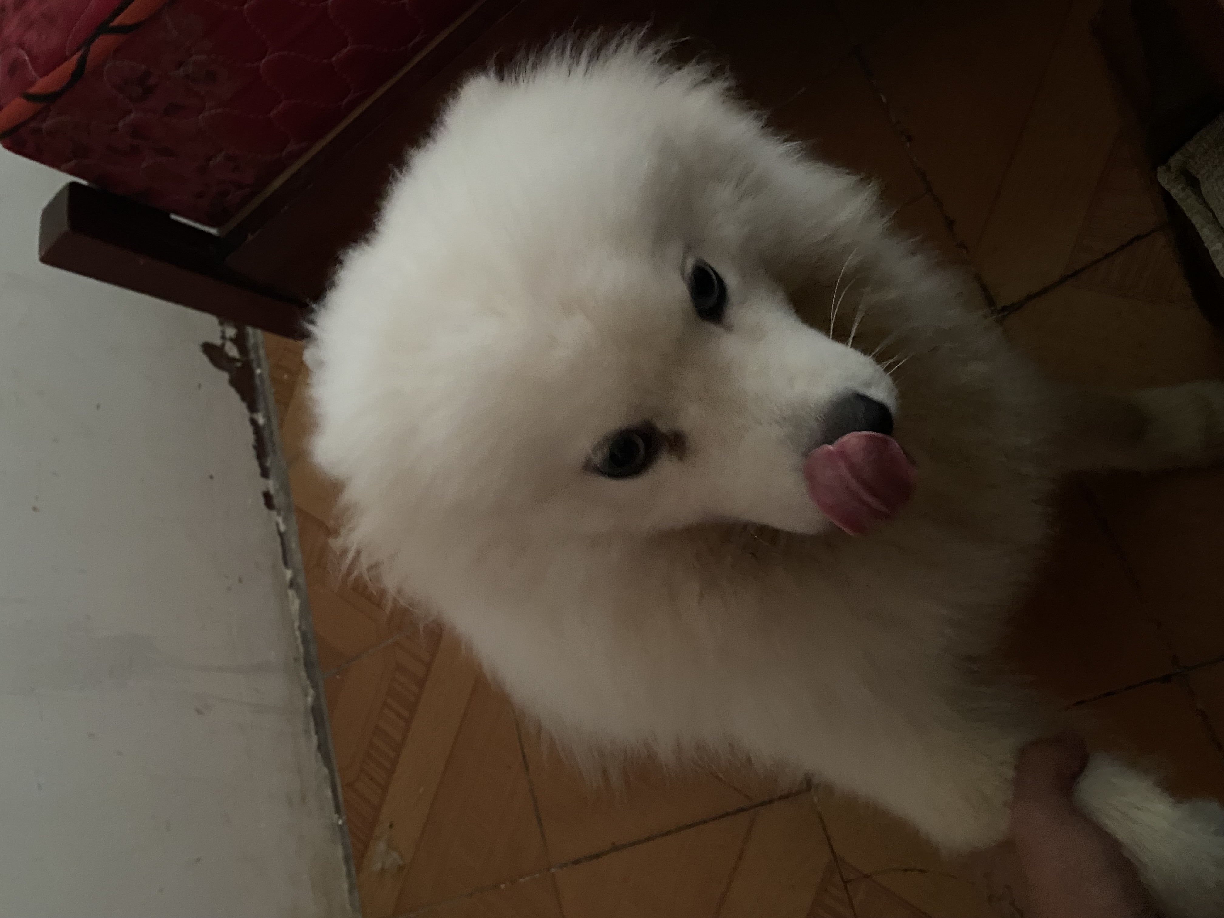 打狗庄