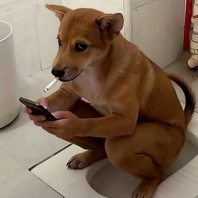 阿迪